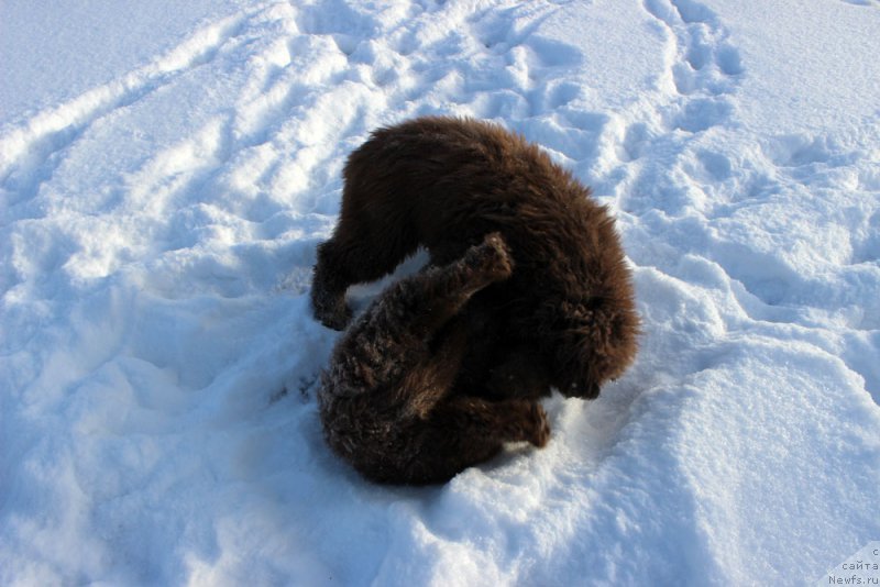 Фото: ньюфаундленд Браунблад МСК Армата Лойар Аид (Brownblood MSK Armata Loyar Aid), ньюфаундленд Браунблад МСК Аванти Дарлинг Кид (Brownblood MSK Avanti Darling Kid)