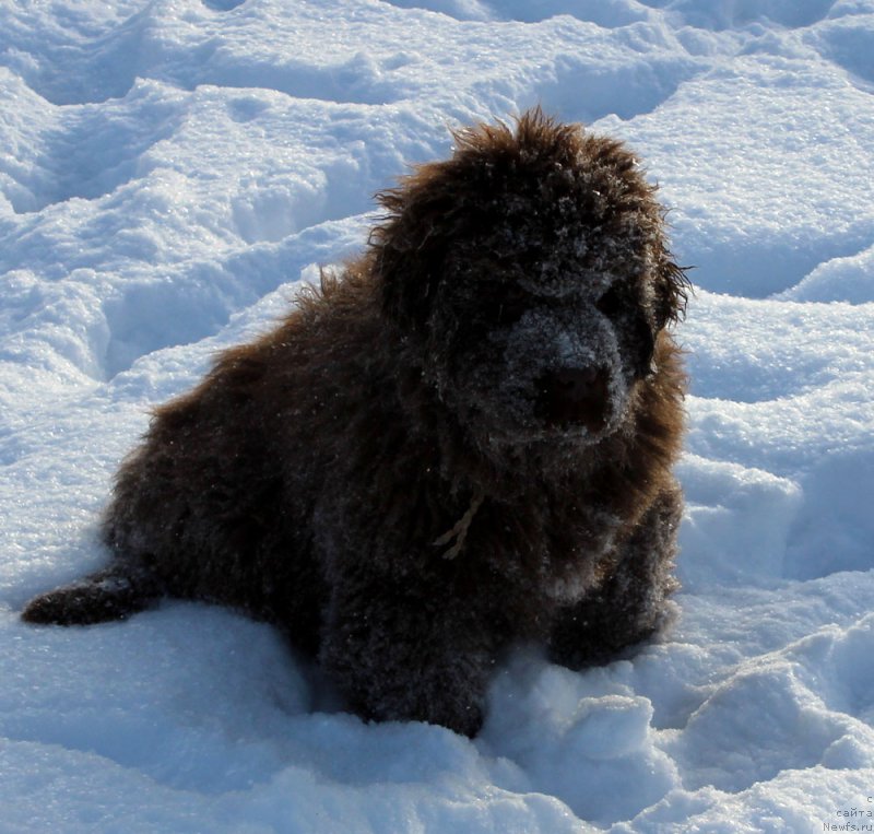 Фото: ньюфаундленд Браунблад МСК Аванти Дарлинг Кид (Brownblood MSK Avanti Darling Kid)