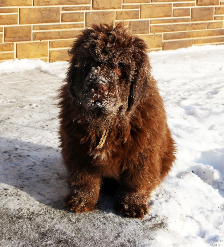Фото: ньюфаундленд Браунблад МСК Аванти Дарлинг Кид (Brownblood MSK Avanti Darling Kid)