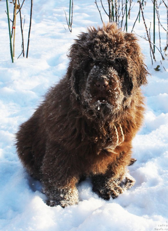Фото: ньюфаундленд Браунблад МСК Аванти Дарлинг Кид (Brownblood MSK Avanti Darling Kid)