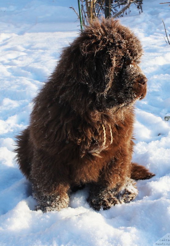 Фото: ньюфаундленд Браунблад МСК Аванти Дарлинг Кид (Brownblood MSK Avanti Darling Kid)