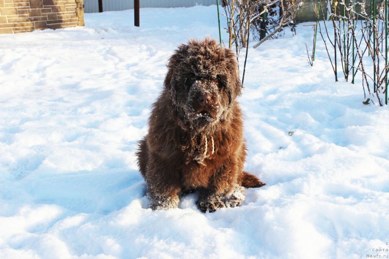 Фото: ньюфаундленд Браунблад МСК Аванти Дарлинг Кид (Brownblood MSK Avanti Darling Kid)