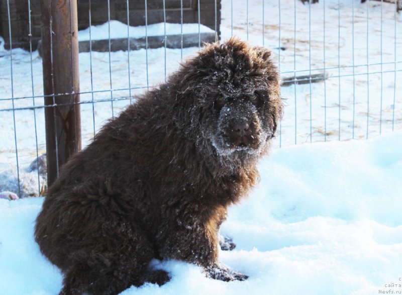 Фото: ньюфаундленд Браунблад МСК Аванти Дарлинг Кид (Brownblood MSK Avanti Darling Kid)