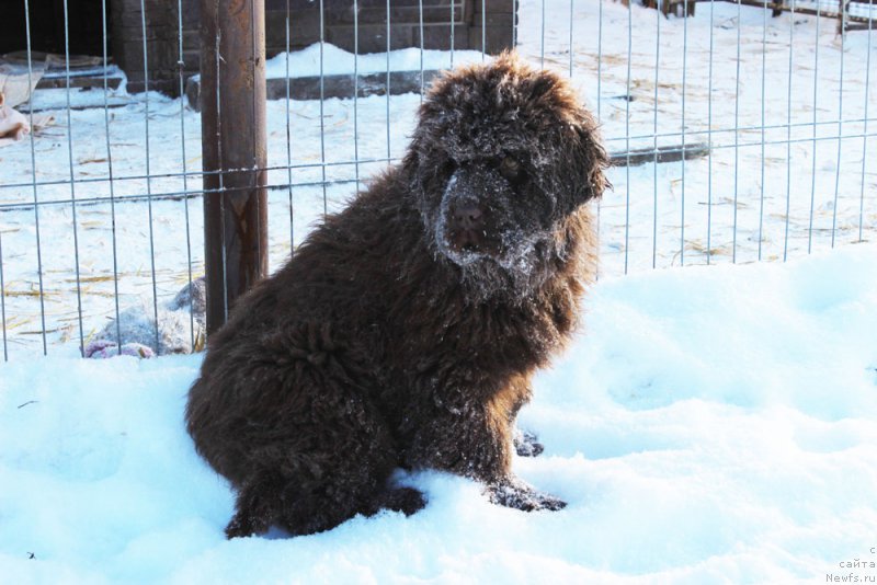 Фото: ньюфаундленд Браунблад МСК Аванти Дарлинг Кид (Brownblood MSK Avanti Darling Kid)