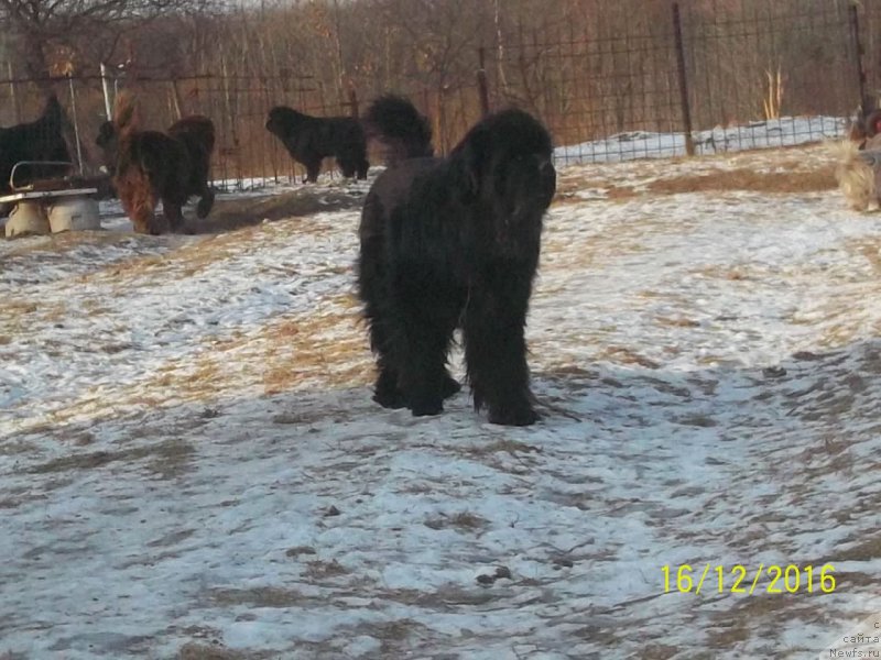 Фото: ньюфаундленд Супер Премиум Микадо (Super Premium Mikado)