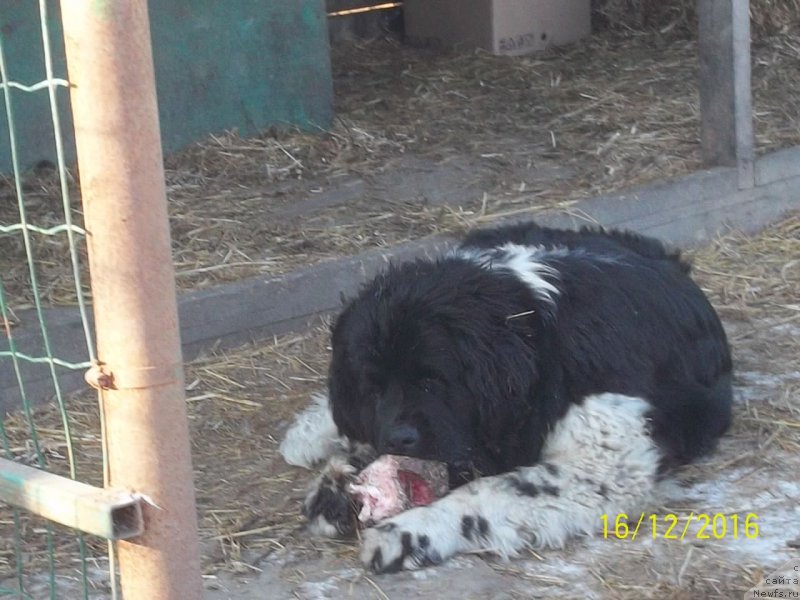 Фото: ньюфаундленд Селин Дион