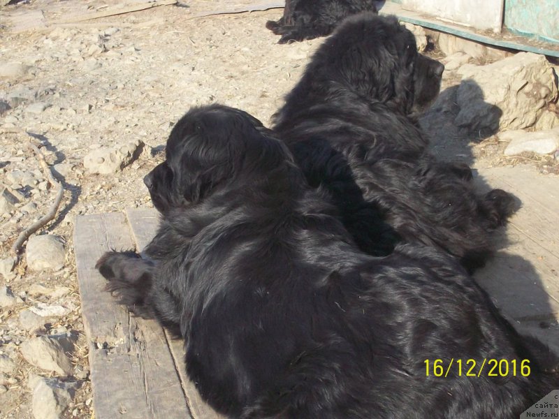 Фото: ньюфаундленд Вито Качо Ферл (Vito Kacho Ferl), ньюфаундленд Викториус Смайл