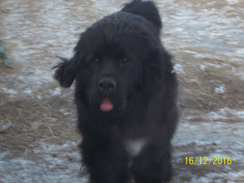 Фото: ньюфаундленд Степан Разин (Stepan Razin)