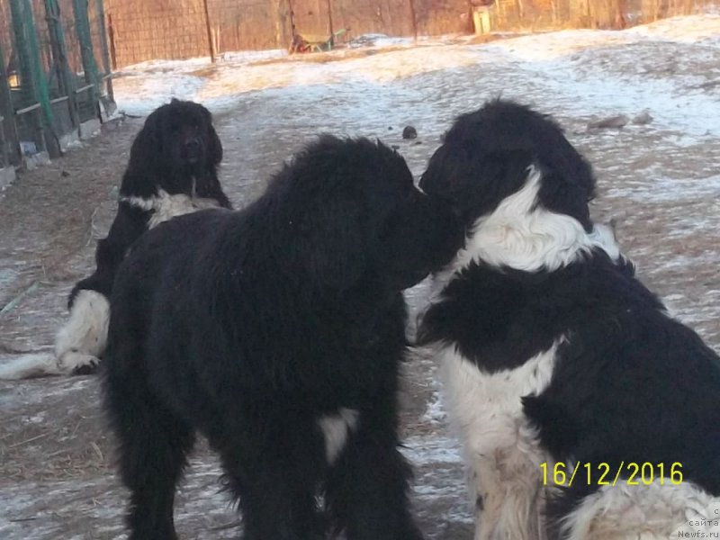 Фото: ньюфаундленд Супер Премиум Литониэль Валланинор (Super Premium Litoniel Vallaninor), ньюфаундленд Степан Разин (Stepan Razin), ньюфаундленд Селин Дион