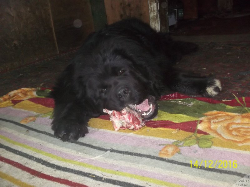 Фото: ньюфаундленд Степан Разин (Stepan Razin)