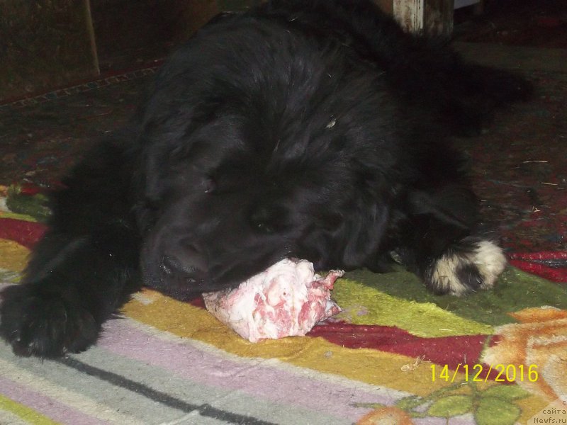 Фото: ньюфаундленд Степан Разин (Stepan Razin)