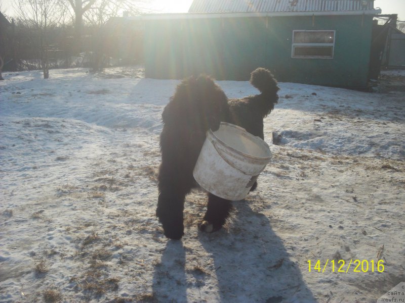 Фото: ньюфаундленд Степан Разин (Stepan Razin)
