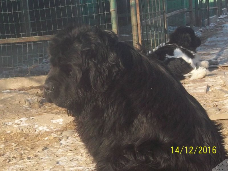 Фото: ньюфаундленд Супер Премиум Нао Дел Трато