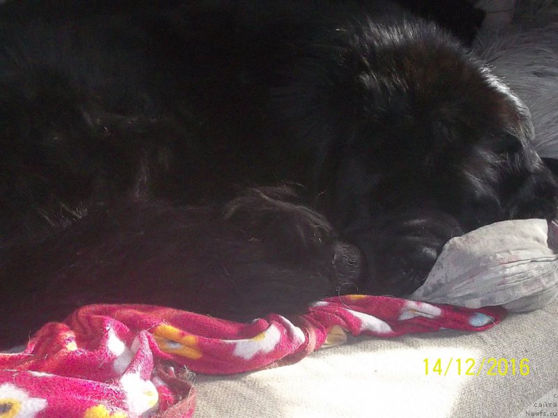 Фото: ньюфаундленд Супер Премиум Линиэль Дайлиррин (Super Premium Liniel Daylirring)