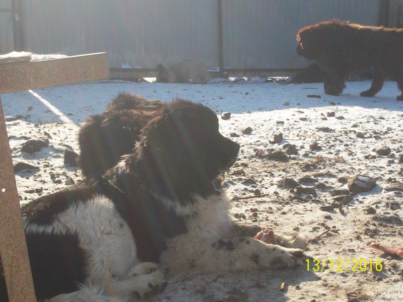 Фото: ньюфаундленд Селин Дион