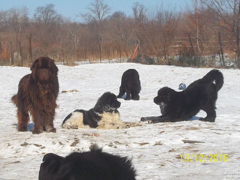 Фото: ньюфаундленд Ньюфорт Ю'Северино