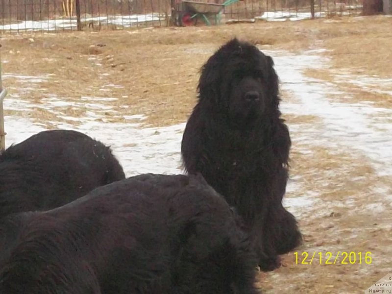 Фото: ньюфаундленд Супер Премиум Нао Дел Трато