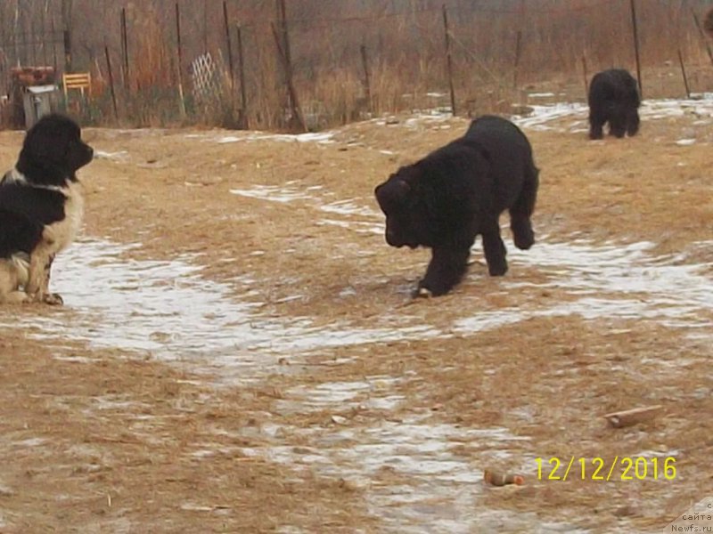Фото: ньюфаундленд Степан Разин (Stepan Razin)