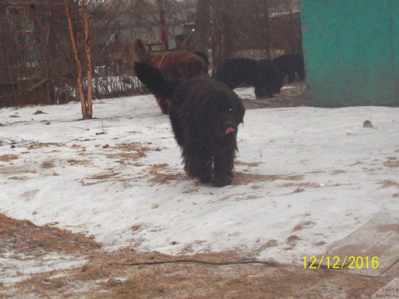 Фото: ньюфаундленд Супер Премиум Немессис