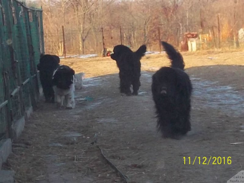 Фото: ньюфаундленд Супер Премиум Линиэль Дайлиррин (Super Premium Liniel Daylirring), ньюфаундленд Супер Премиум Микадо (Super Premium Mikado), и дети