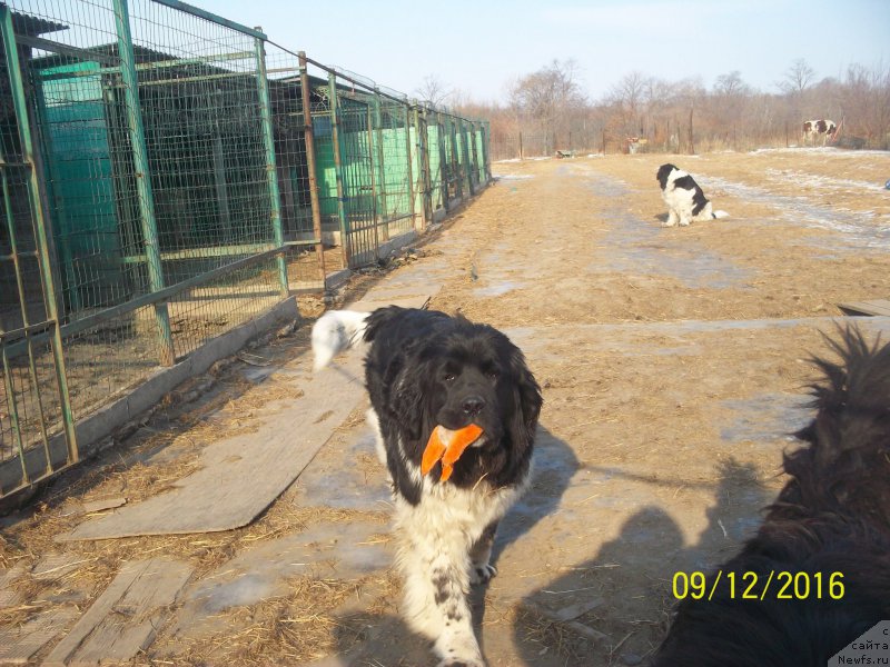 Фото: ньюфаундленд Селин Дион