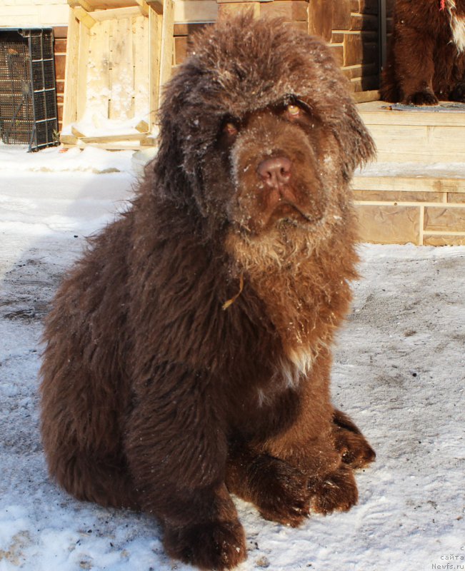 Фото: ньюфаундленд Браунблад МСК Альфа-Ромео Голд Бадди (Brownblood MSK Alfa-Romeo Gold Baddy)