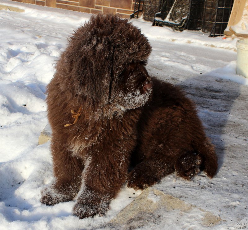 Фото: ньюфаундленд Браунблад МСК Альфа-Ромео Голд Бадди (Brownblood MSK Alfa-Romeo Gold Baddy)