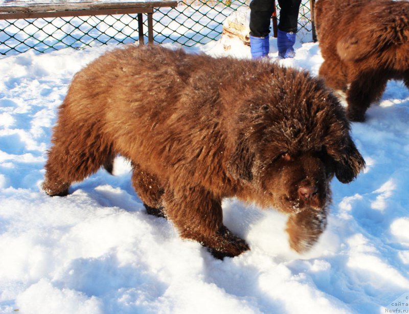 Фото: ньюфаундленд Браунблад МСК Альфа-Ромео Голд Бадди (Brownblood MSK Alfa-Romeo Gold Baddy)