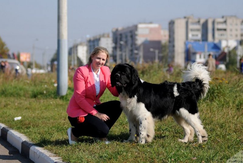 Фото: ньюфаундленд Багратион Исполнение Мечты