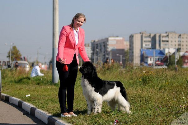 Фото: ньюфаундленд Блистательная Ариадна