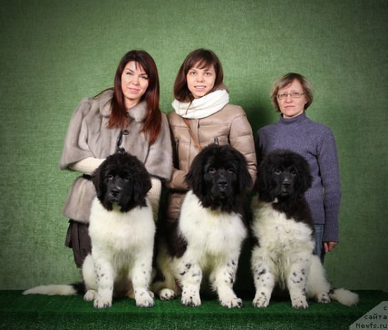 Фото: ньюфаундленд Блистательная Ариадна