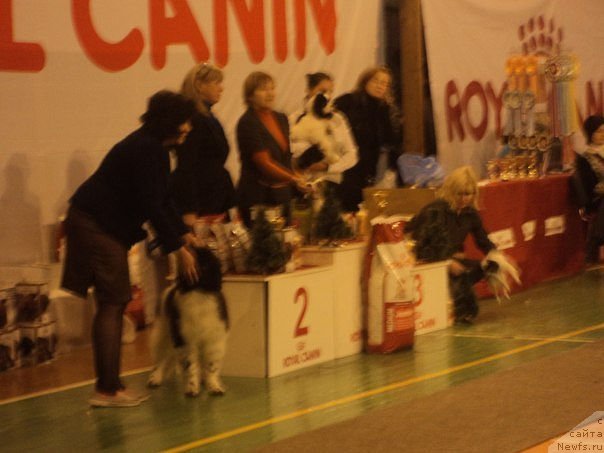 Фото: ньюфаундленд Блистательная Ариадна