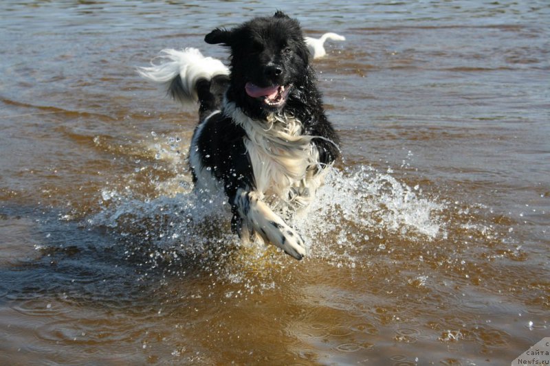 Фото: ньюфаундленд Блистательная Ариадна