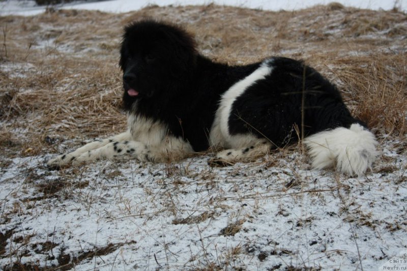 Фото: ньюфаундленд Блистательная Ариадна