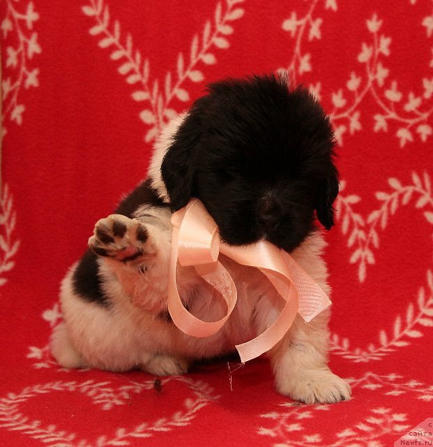 Фото: ньюфаундленд Блистательная Ариадна