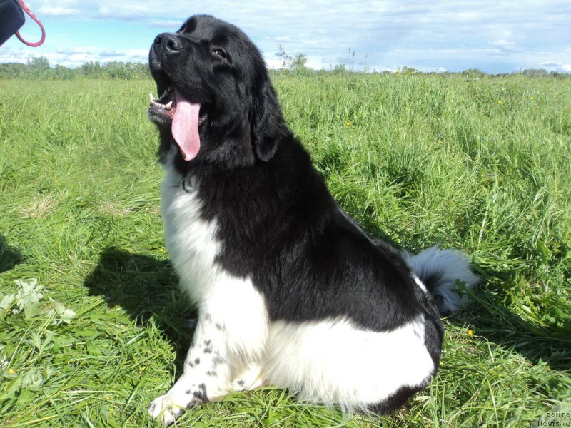 Фото: ньюфаундленд Блистательная Ариадна