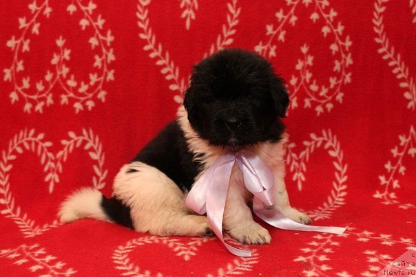 Фото: ньюфаундленд Бьютифул Сабрина