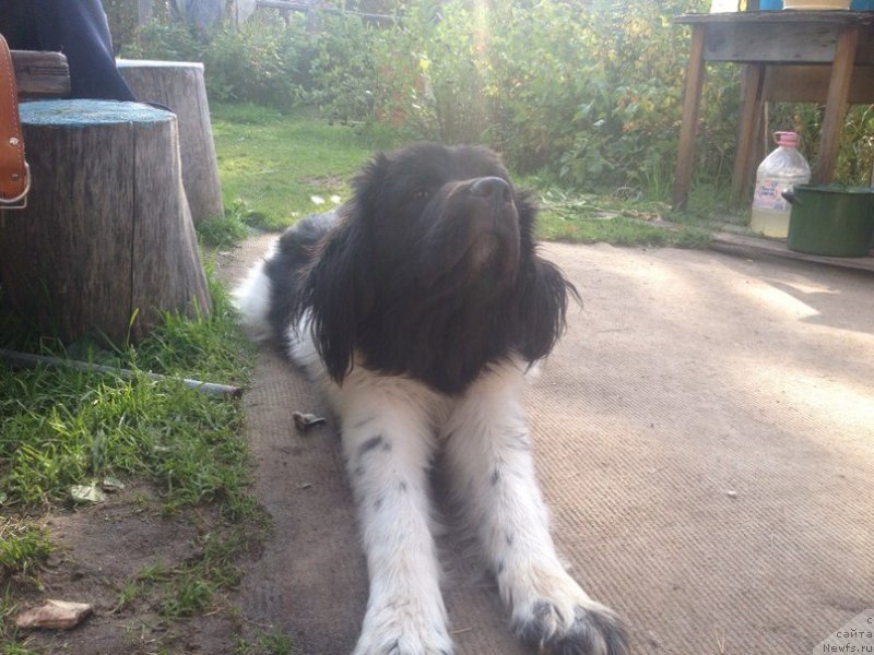 Фото: ньюфаундленд Бьютифул Сабрина