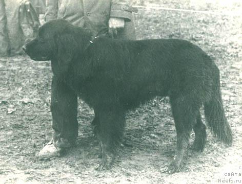 Фото: ньюфаундленд Джей Граф Терра Нова