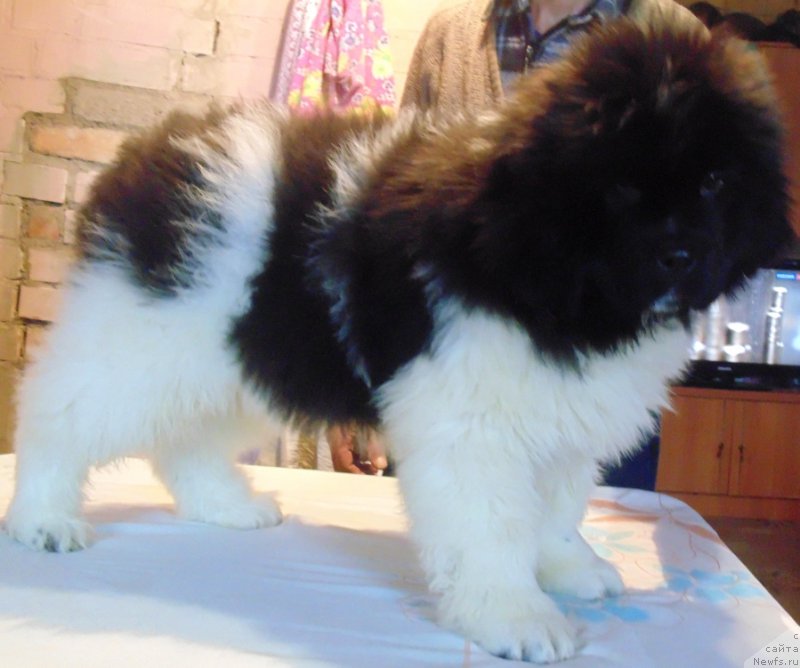 Фото: ньюфаундленд Водолей от Карельских Медведей