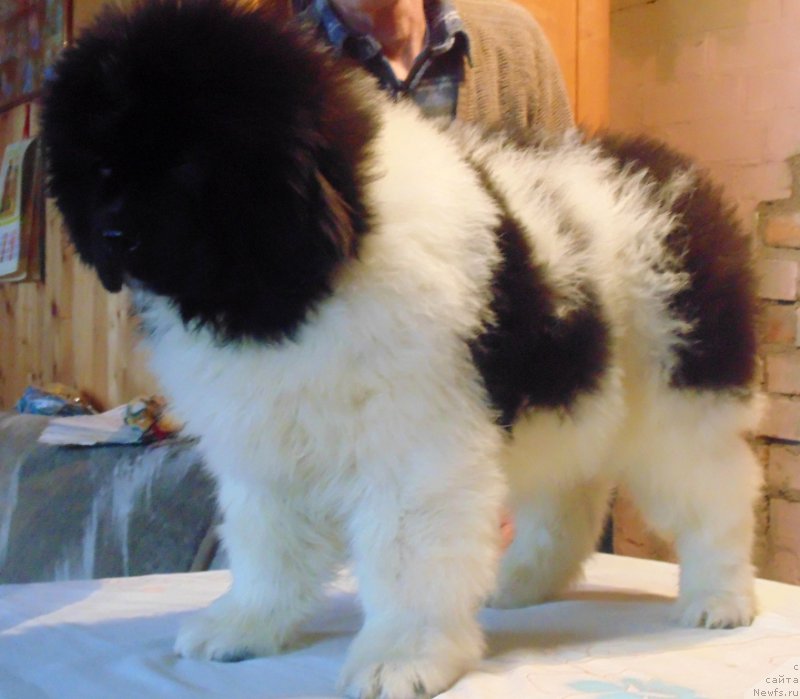 Фото: ньюфаундленд Водолей от Карельских Медведей