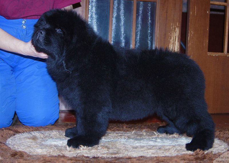 Фото: ньюфаундленд Супер Бизон Савелий