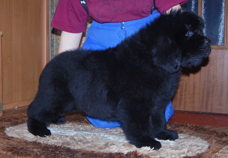 Фотография № 218215