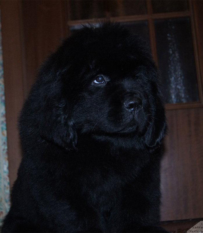 Фотография № 218219