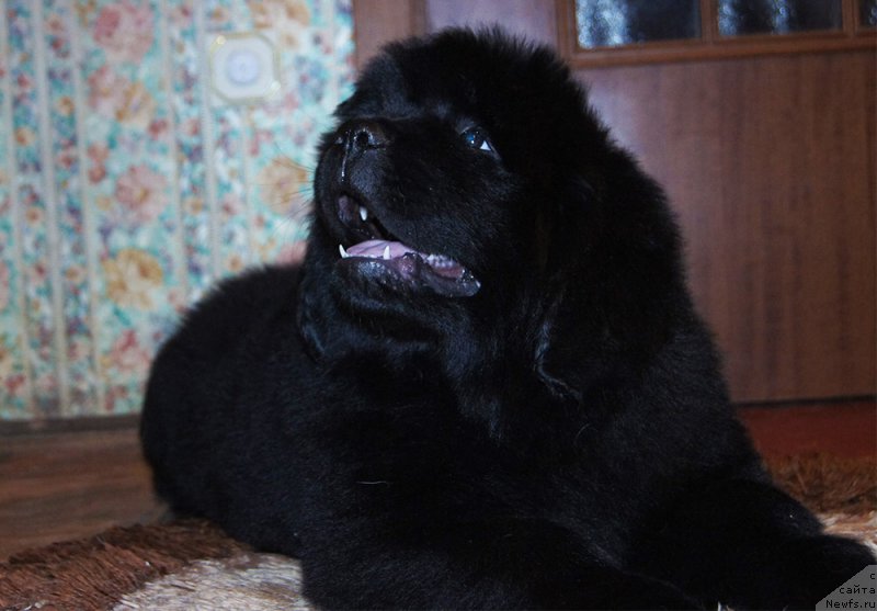 Фотография № 218220