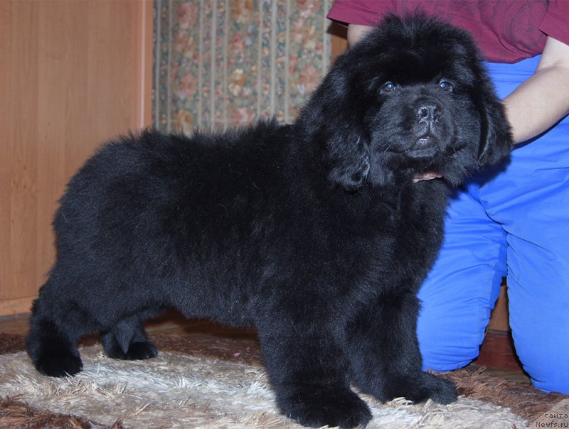 Фотография № 218223