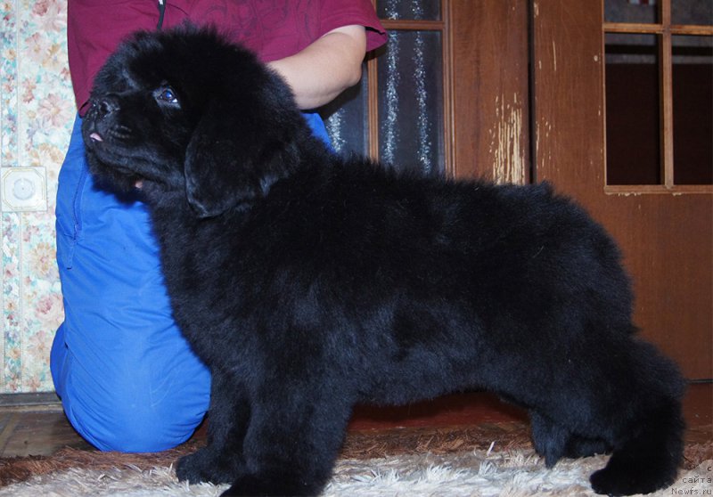 Фото: ньюфаундленд Супер Бизон Сармат