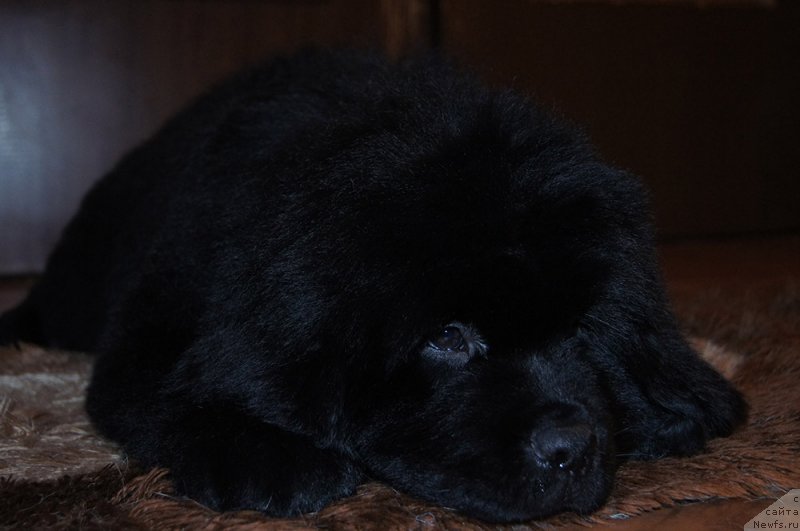 Фотография № 218227