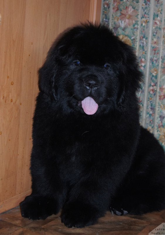 Фотография № 218228