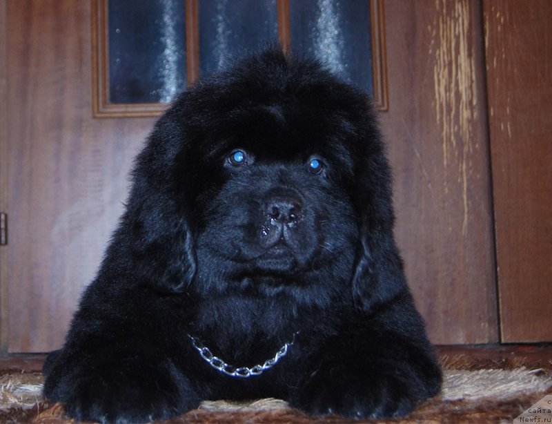 Фотография № 218229